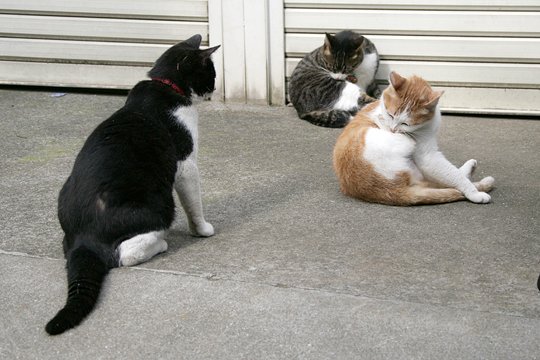 街のねこたち