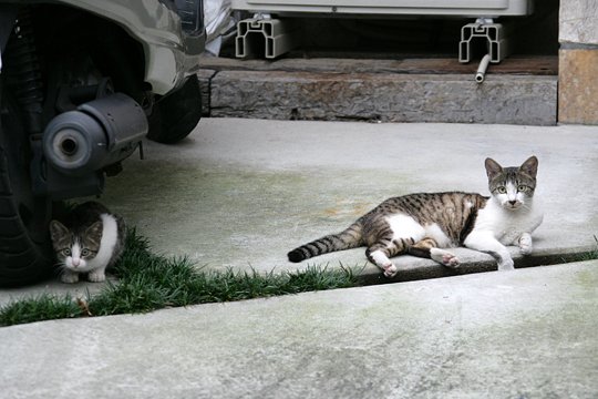街のねこたち