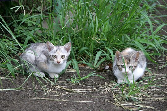 街のねこたち