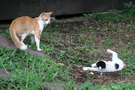 街のねこたち