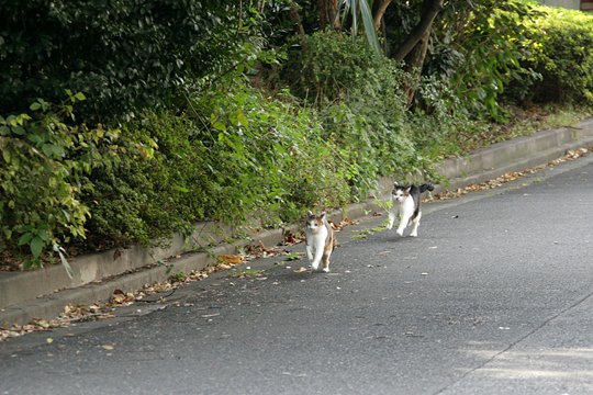 街のねこたち
