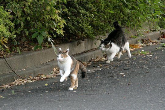 街のねこたち
