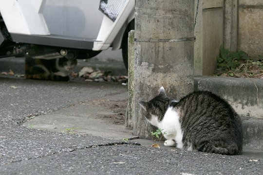 街のねこたち