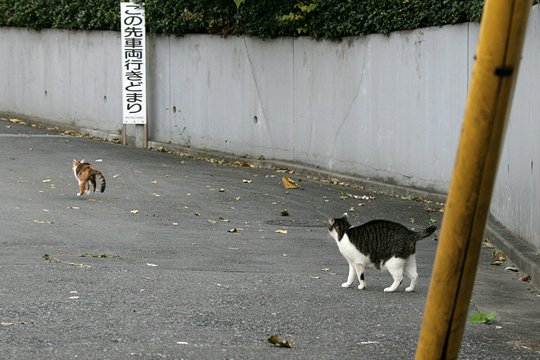 街のねこたち