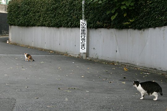 街のねこたち