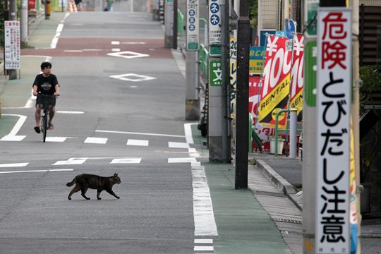 街のねこたち