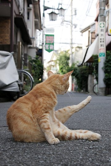 街のねこたち