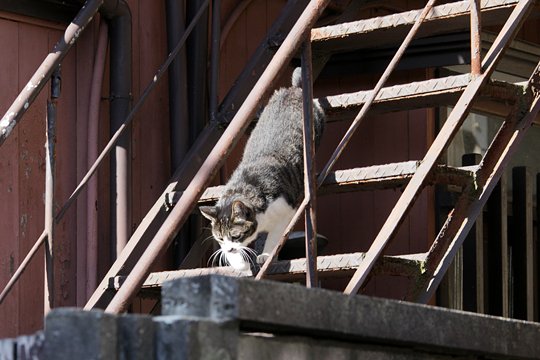 街のねこたち