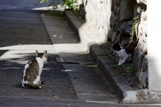 街のねこたち