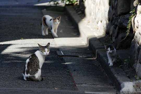 街のねこたち