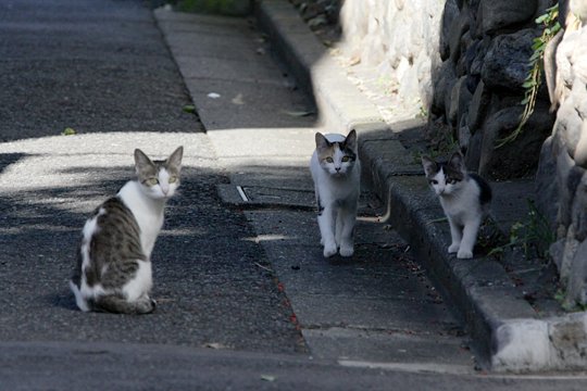 街のねこたち