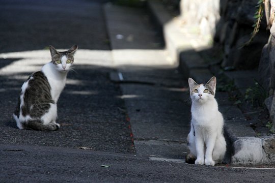 街のねこたち
