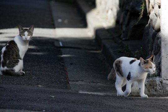 街のねこたち