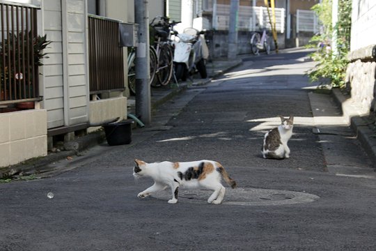街のねこたち