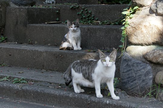 街のねこたち