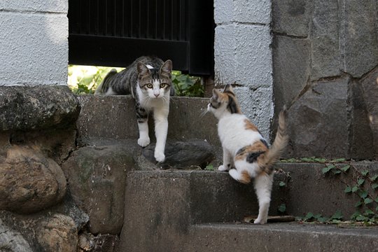街のねこたち