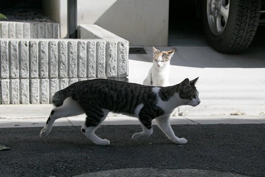 街のねこたち