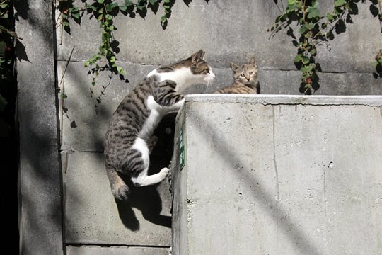 街のねこたち