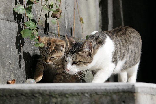 街のねこたち
