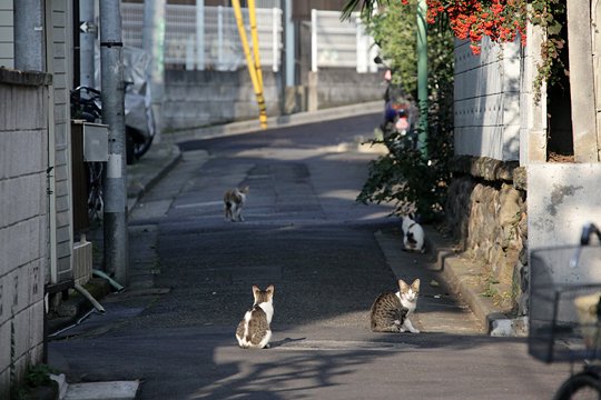 街のねこたち