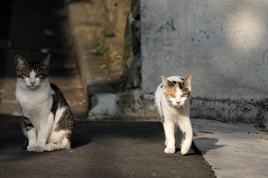 街のねこたち