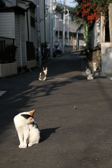 街のねこたち