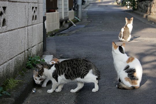 街のねこたち