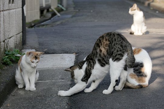 街のねこたち