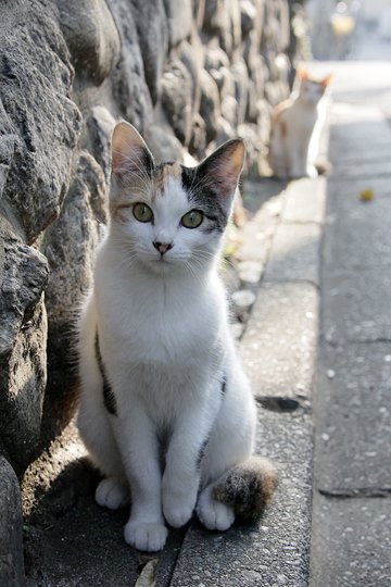 街のねこたち