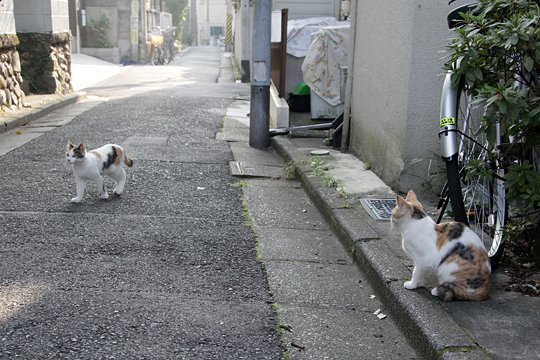 街のねこたち