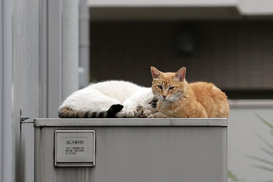 街のねこたち