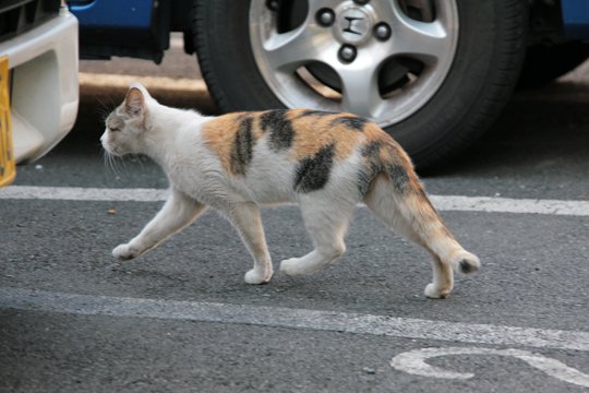 街のねこたち