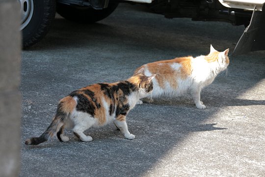 街のねこたち