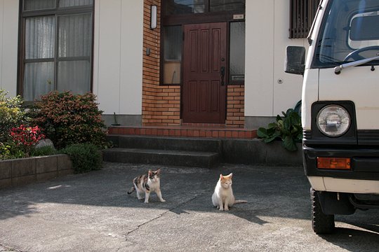 街のねこたち
