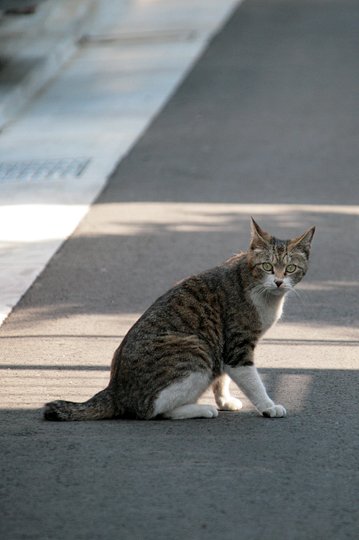 街のねこたち