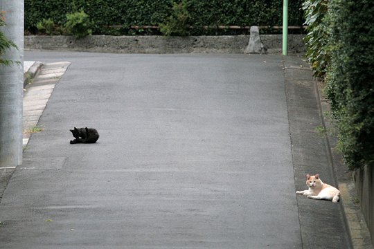 街のねこたち