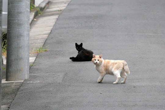 街のねこたち