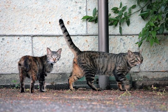 街のねこたち