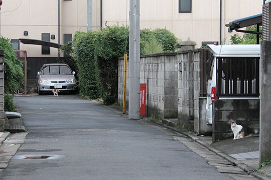 街のねこたち