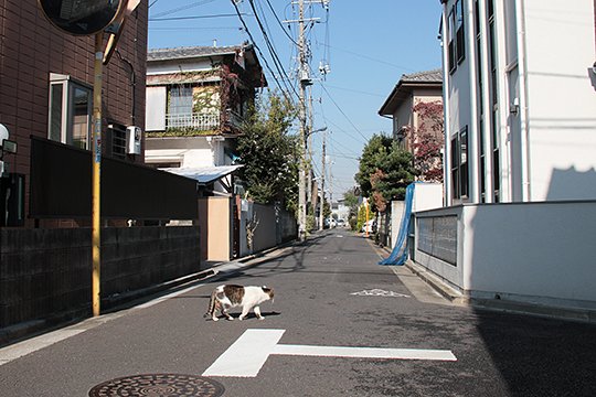 街のねこたち