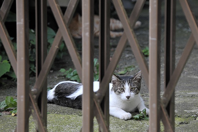 街のねこたち