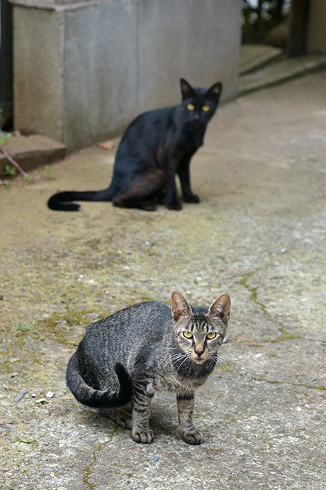 街のねこたち