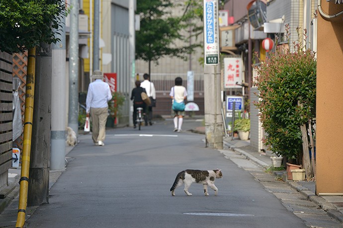 街のねこたち