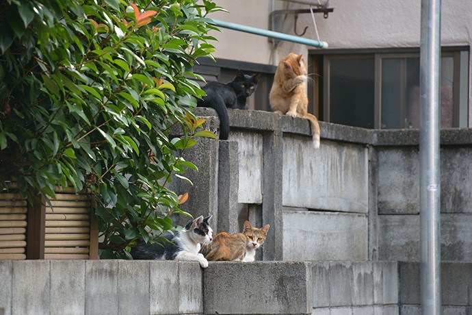 街のねこたち