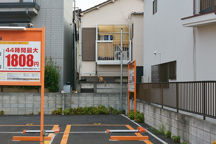 街のねこたち