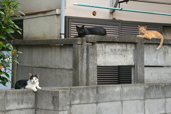 街のねこたち