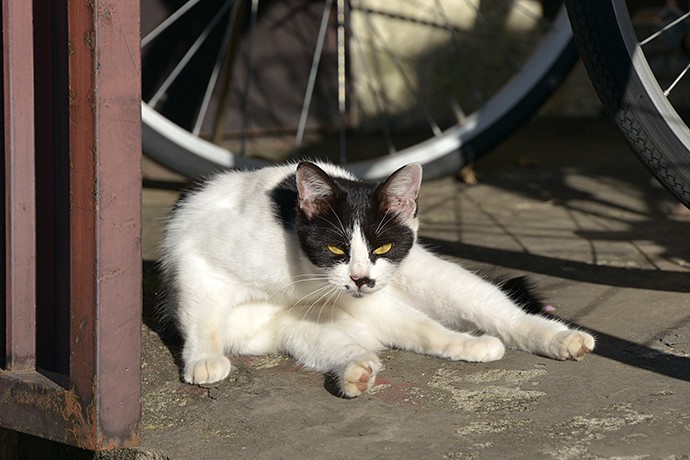 街のねこたち