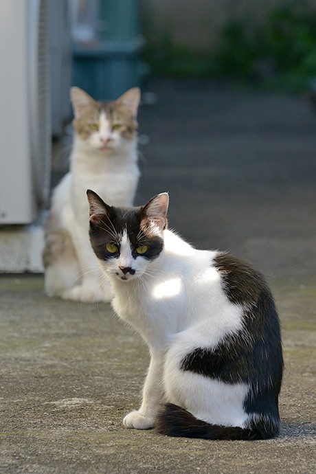 街のねこたち