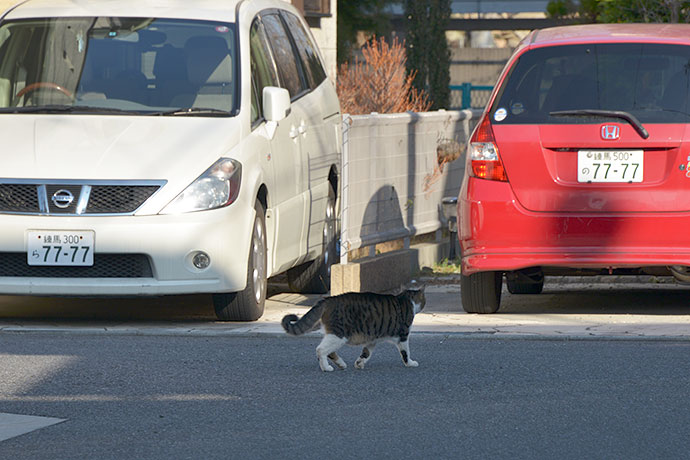 街のねこたち