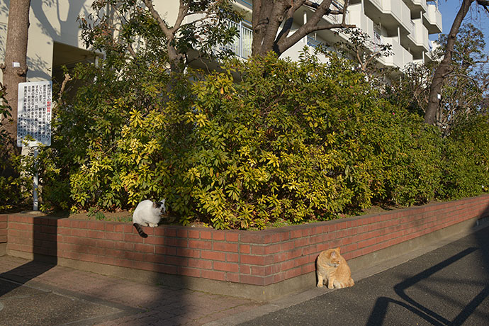 街のねこたち